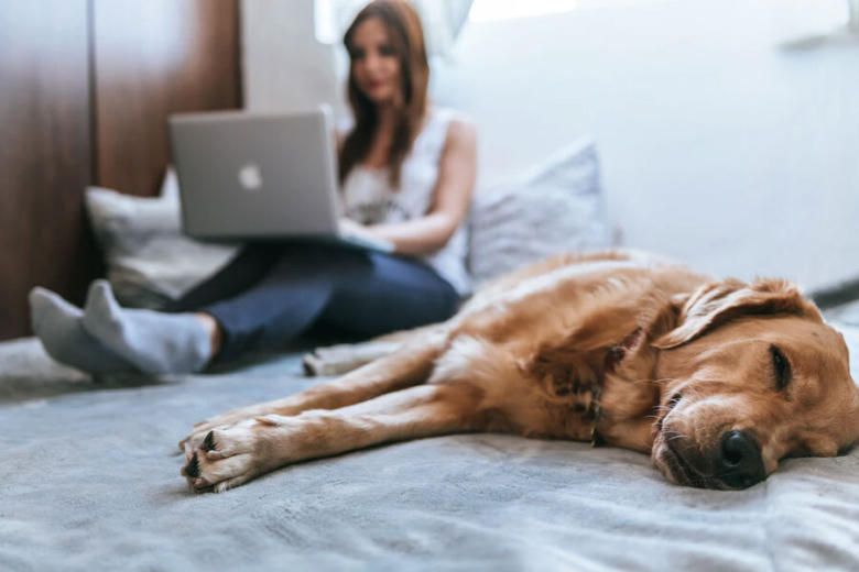 Dog lying on bed whilst lady is on laptop